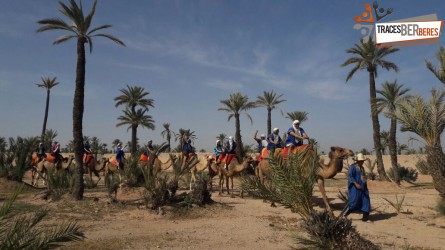 Camel Ride in the Palm Grove