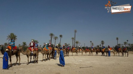 Camel Ride in the Palm Grove