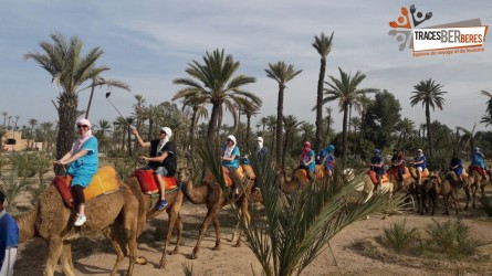 Camel Ride in the Palm Grove