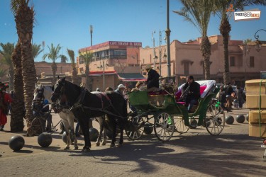 Promenade en Calèche à Marrakech
