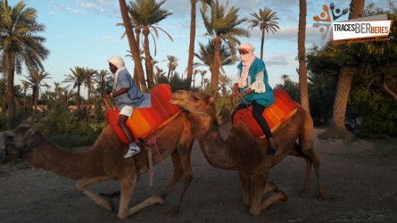 Camel Ride in the Palm Grove