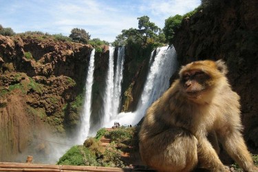 Excursion Cascades d'Ouzoud