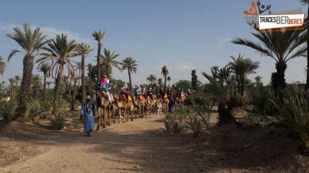 Camel Ride in the Palm Grove