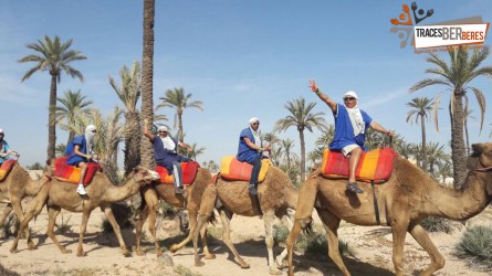 Camel Ride in the Palm Grove